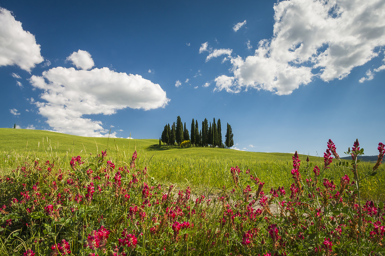 #140166-1 - Group of Cypress Trees, Val d'Orcia, Tuscany, Italy