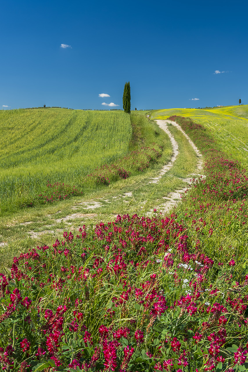 #140167-1 - Track Leading to Lone Cypress Tree, Val d'Orcia, Tuscany, Italy