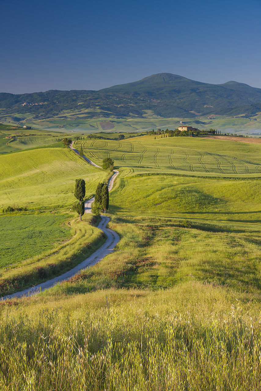 #140169-2 - Road leading to Terrapille, Val d'Orcia, Tuscany, Italy