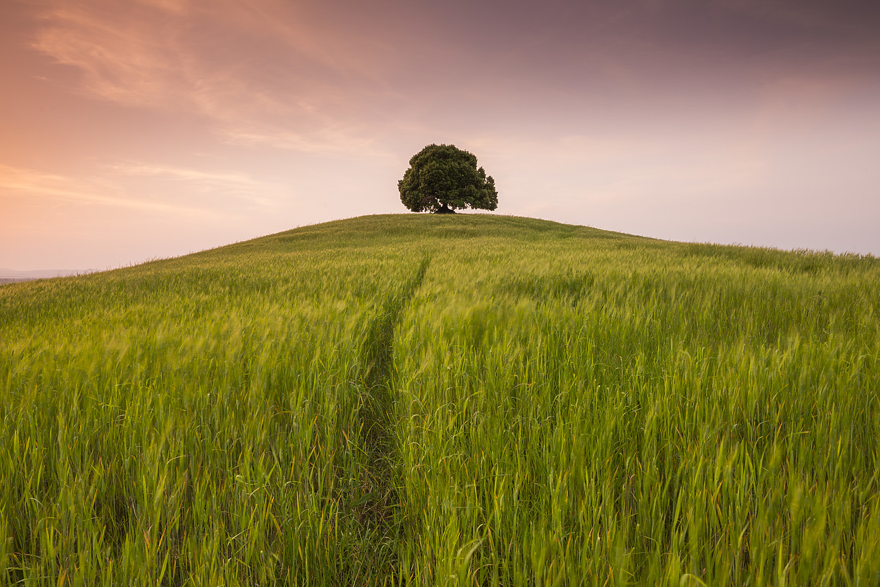 #140177-1 - Lone Tree on Hill, Tuscany, Italy