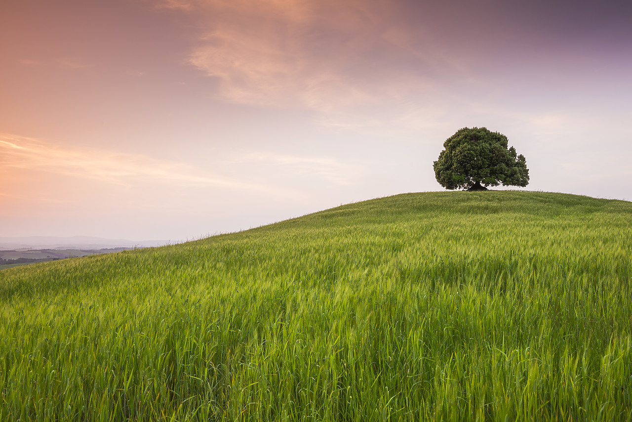 #140178-1 - Lone Tree on Hill, Tuscany, Italy