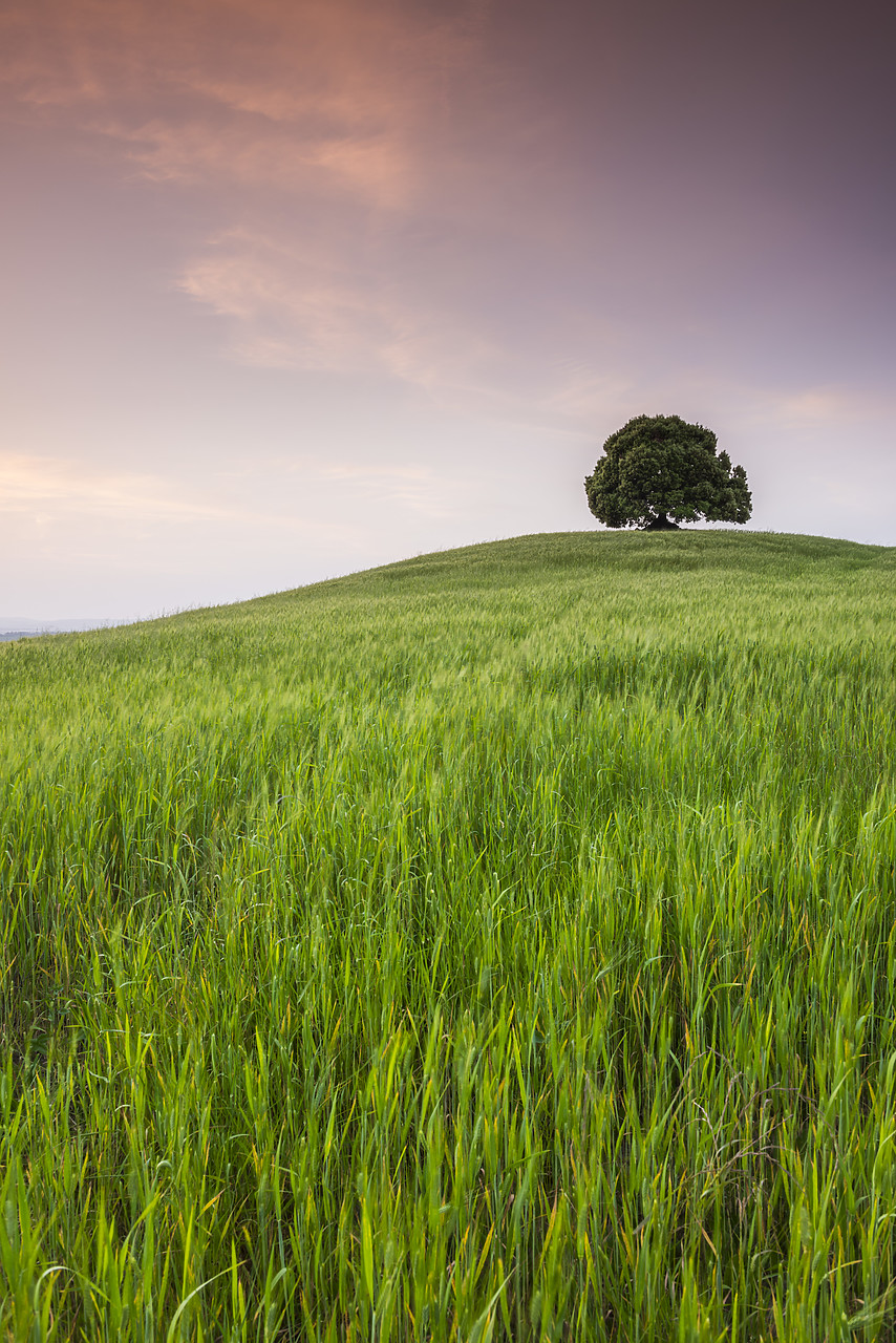 #140178-2 - Lone Tree on Hill, Tuscany, Italy