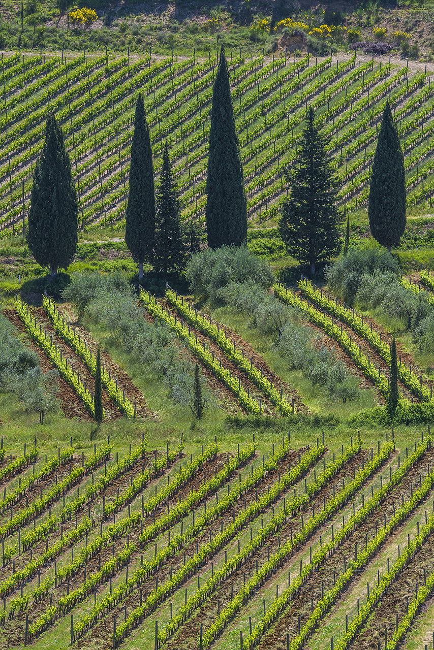 #140182-1 - Vineyard & Cypress Trees, Tuscany, Italy