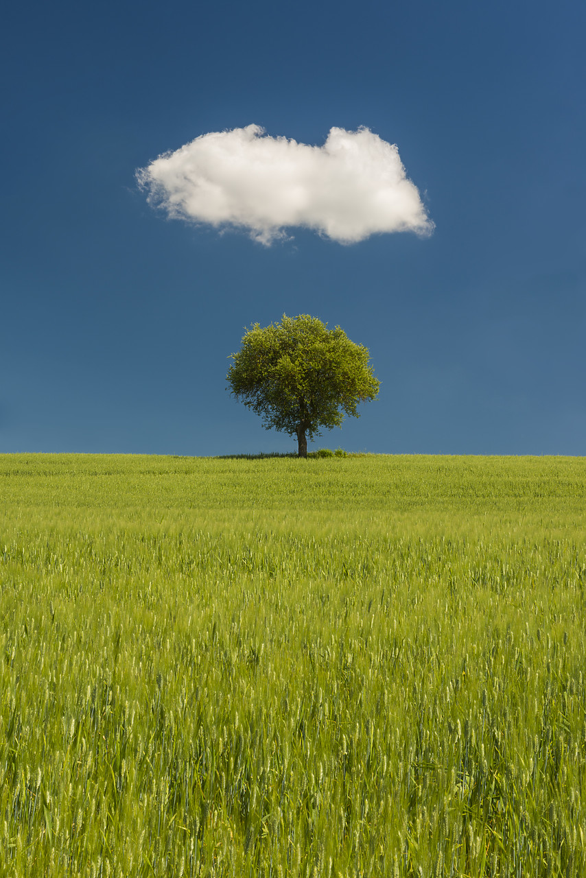 #140187-1 - Lone Olive Tree and Cloud, Tuscany, Italy