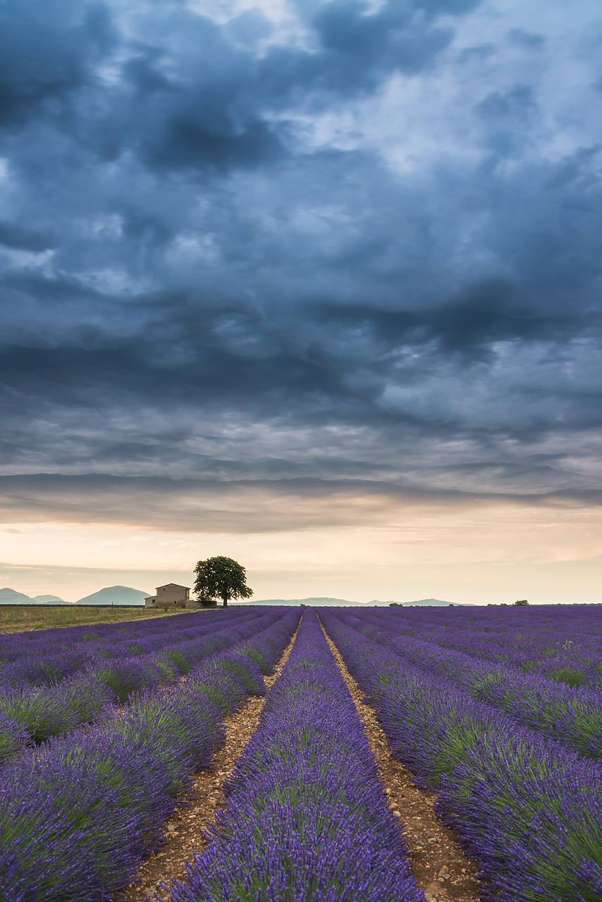 #140243-1 - Storm Clouds Over Farmhouse & Lavender Fields, Provence, France