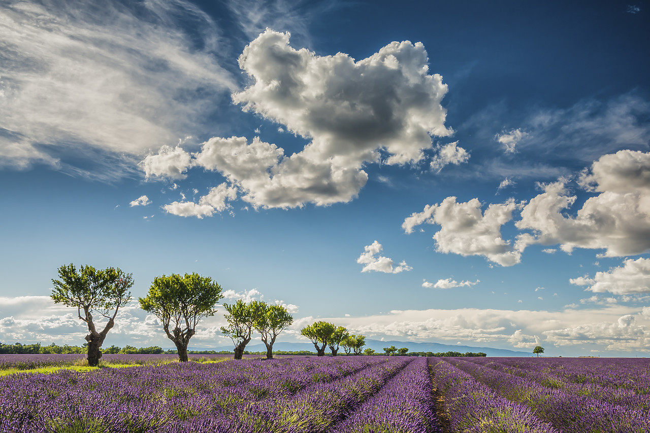 #140247-1 - Cloudscape Over Lavender Field, Provence, France