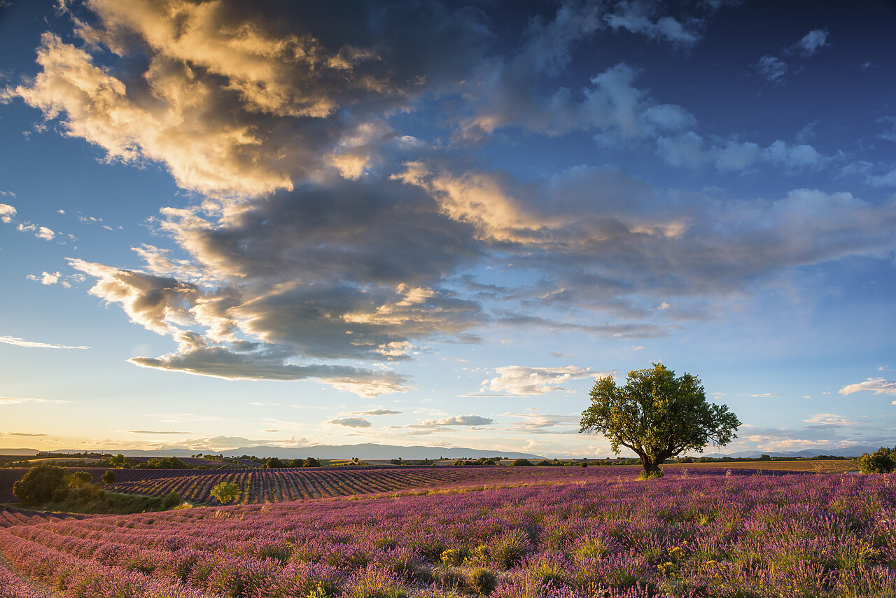#140254-1 - Tree in Field of Lavender, Provence, France