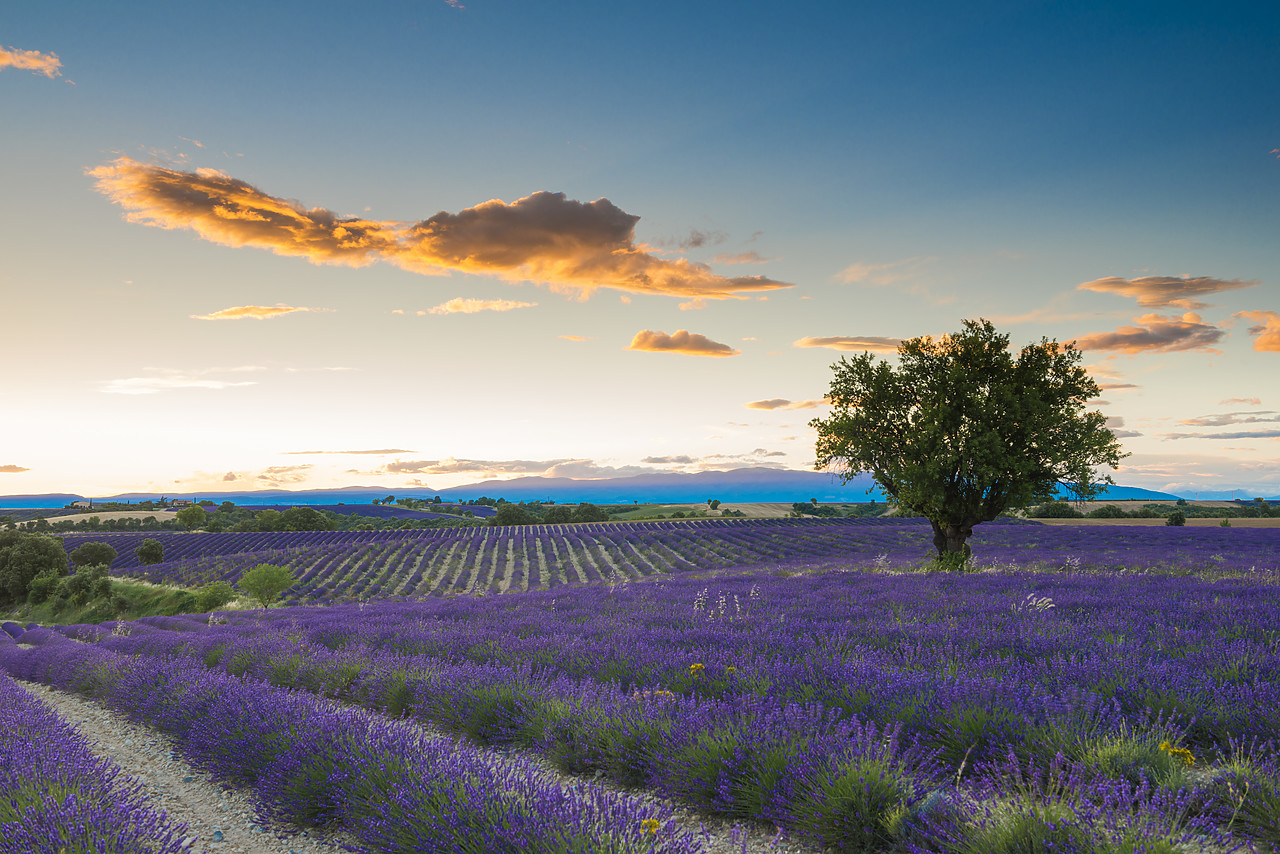 #140255-1 - Tree in Field of Lavender, Provence, France