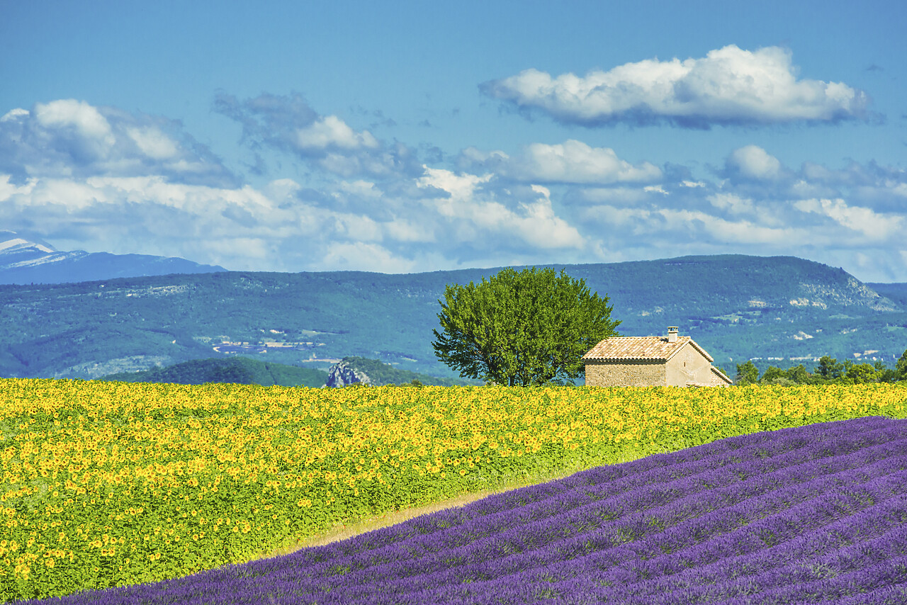 #140256-1 - Lavender & Sunflower Fields, Provence, France