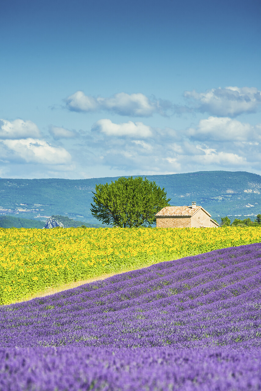 #140256-2 - Lavender & Sunflower Fields, Provence, France