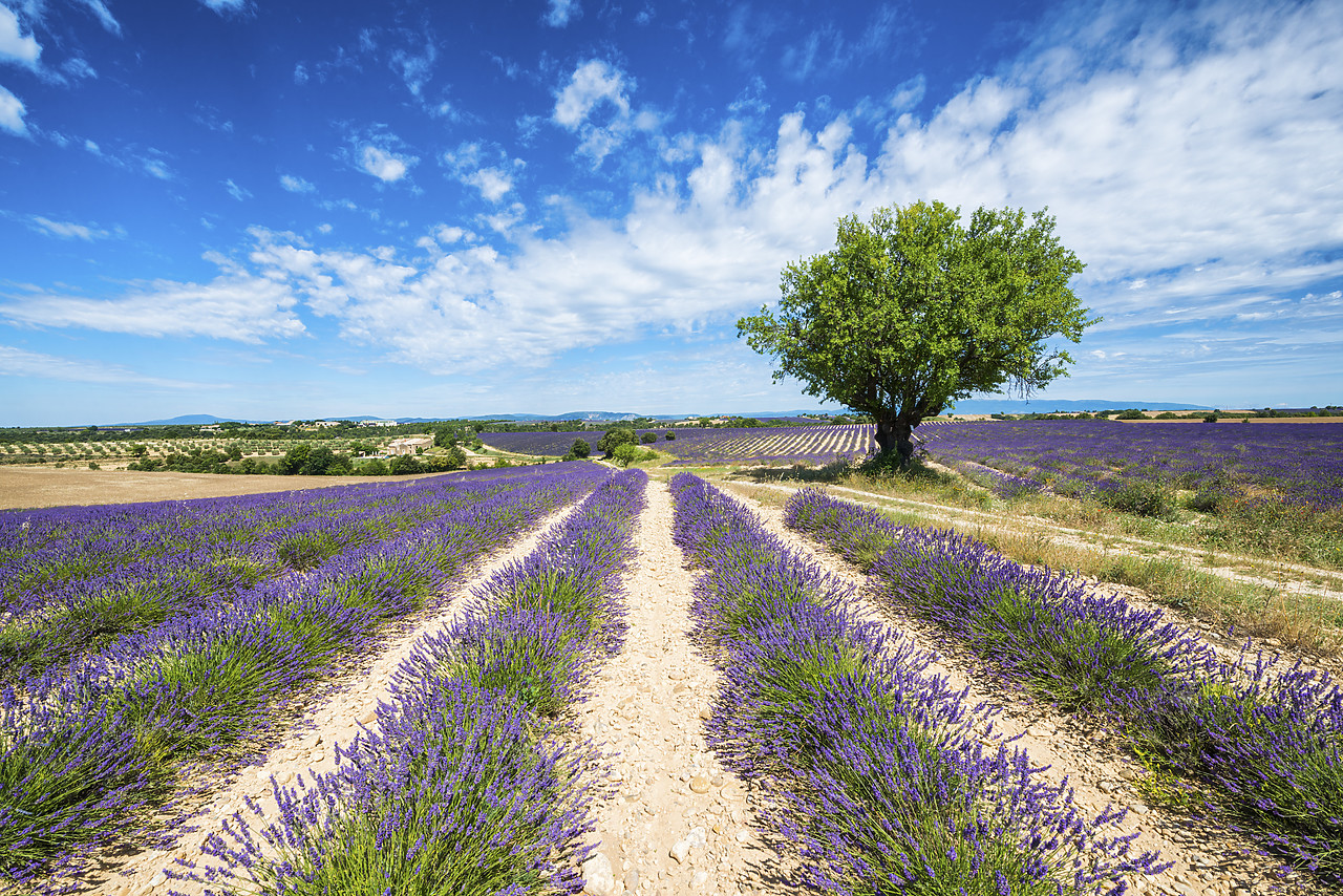 #140261-1 - Tree in Field of Lavender, Provence, France