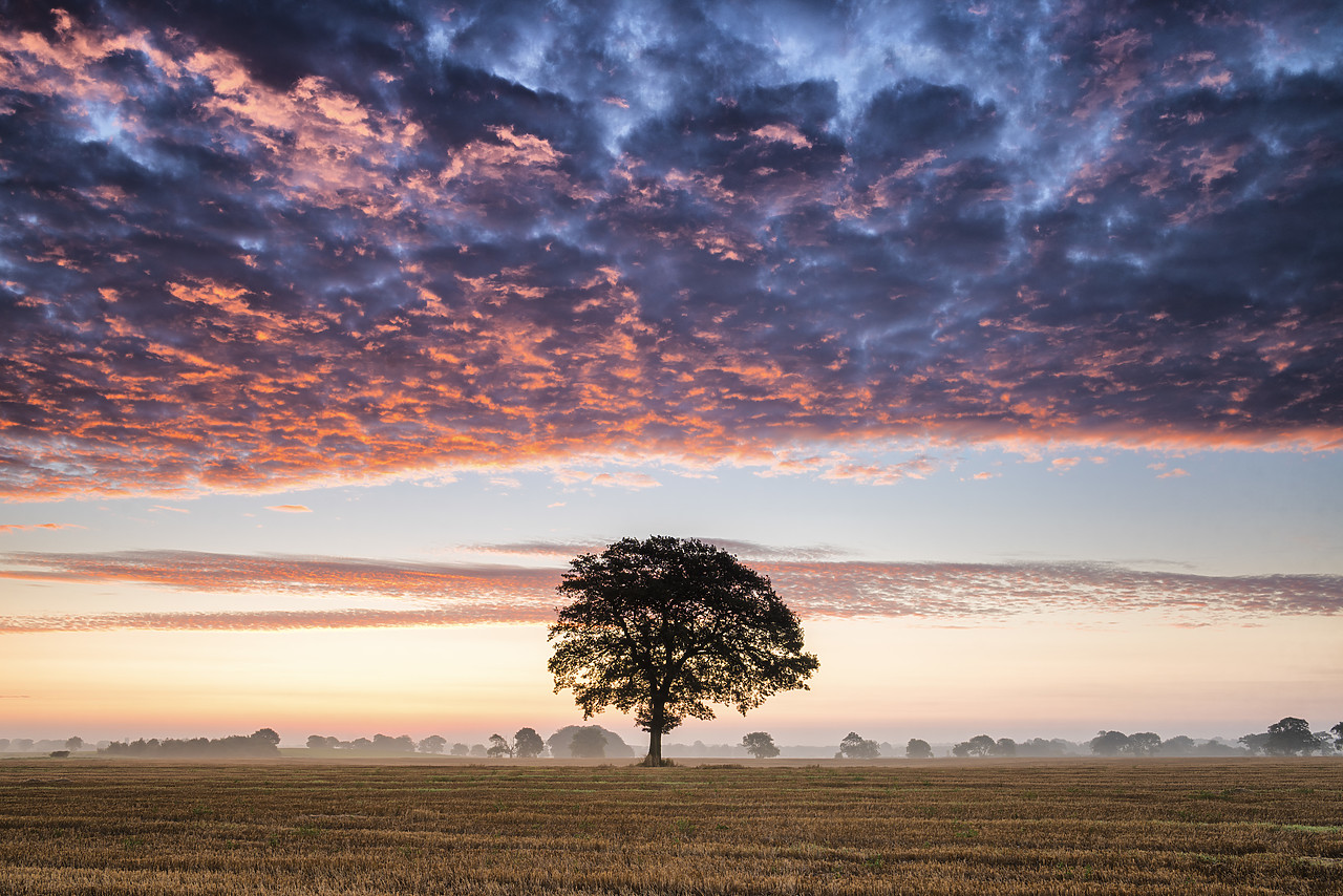 #140304-1 - Tree at Sunrise, Norfolk, England