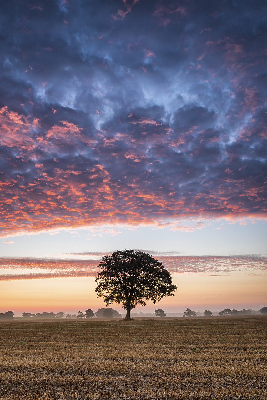 #140304-2 - Tree at Sunrise, Norfolk, England
