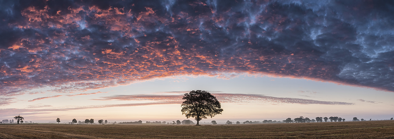 #140305-1 - Tree at Sunrise, Norfolk, England