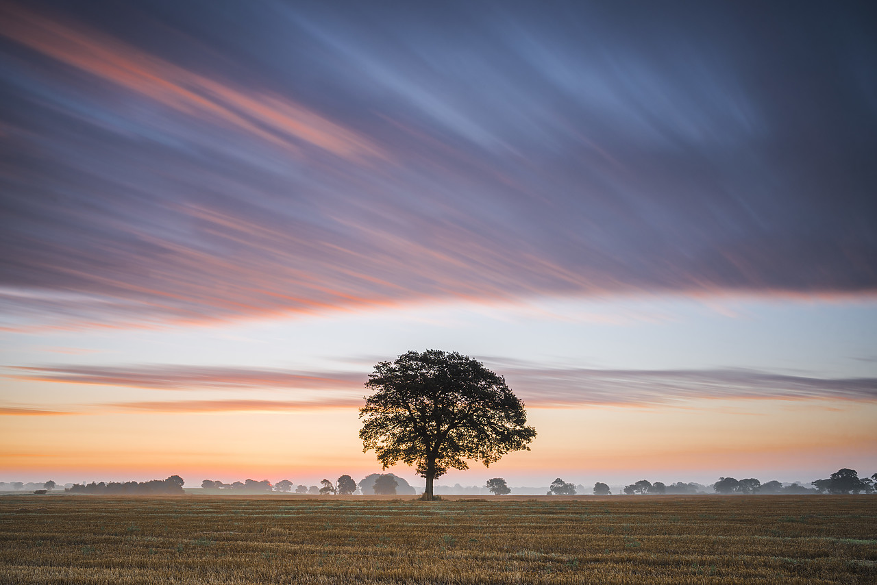 #140306-1 - Tree at Sunrise, Norfolk, England