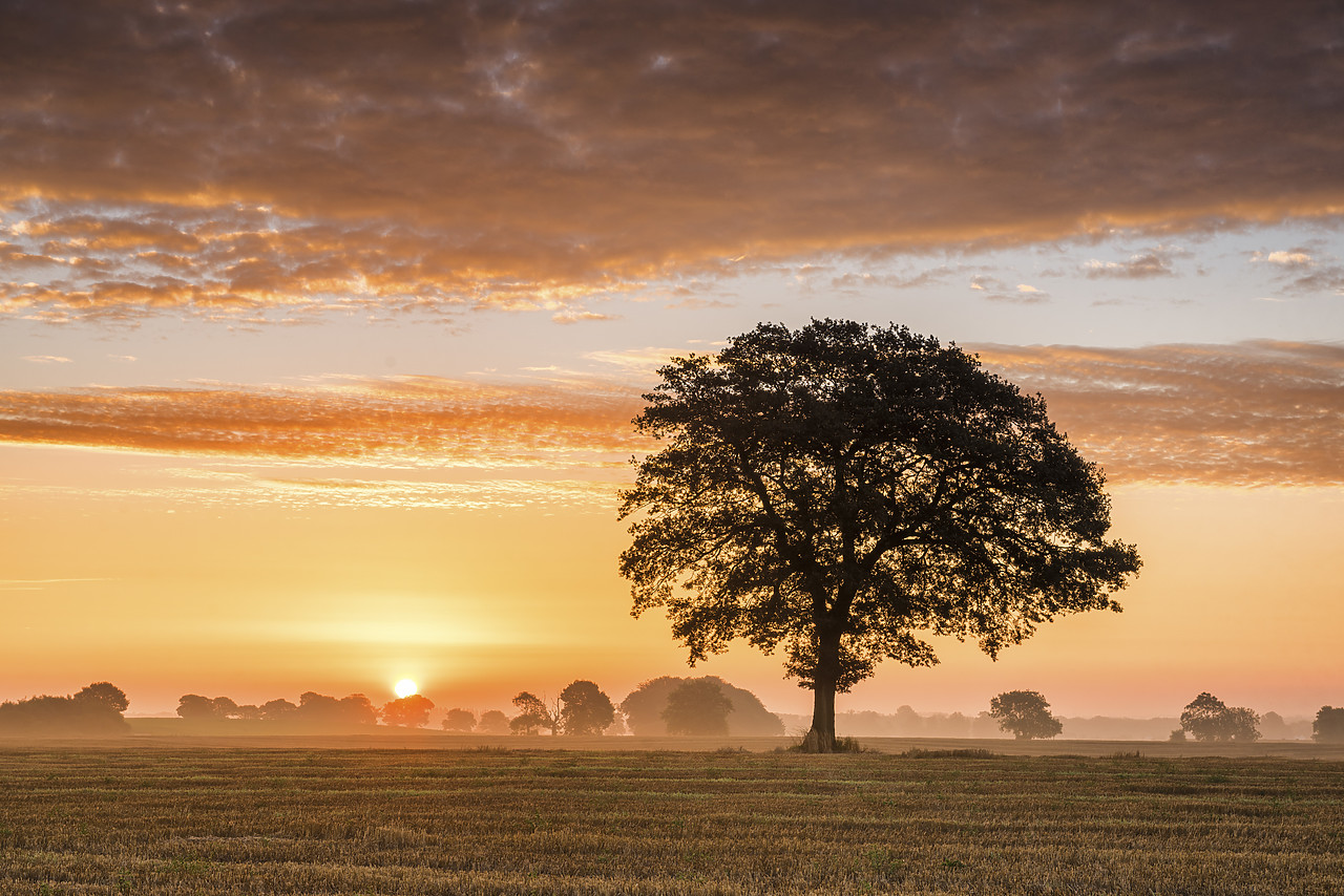 #140307-1 - Tree at Sunrise, Norfolk, England