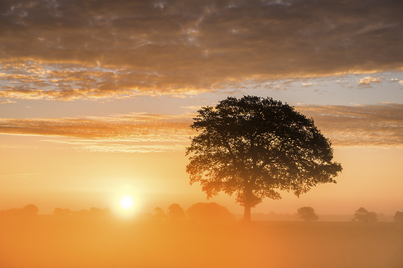 #140308-1 - Tree at Sunrise in Mist, Norfolk, England