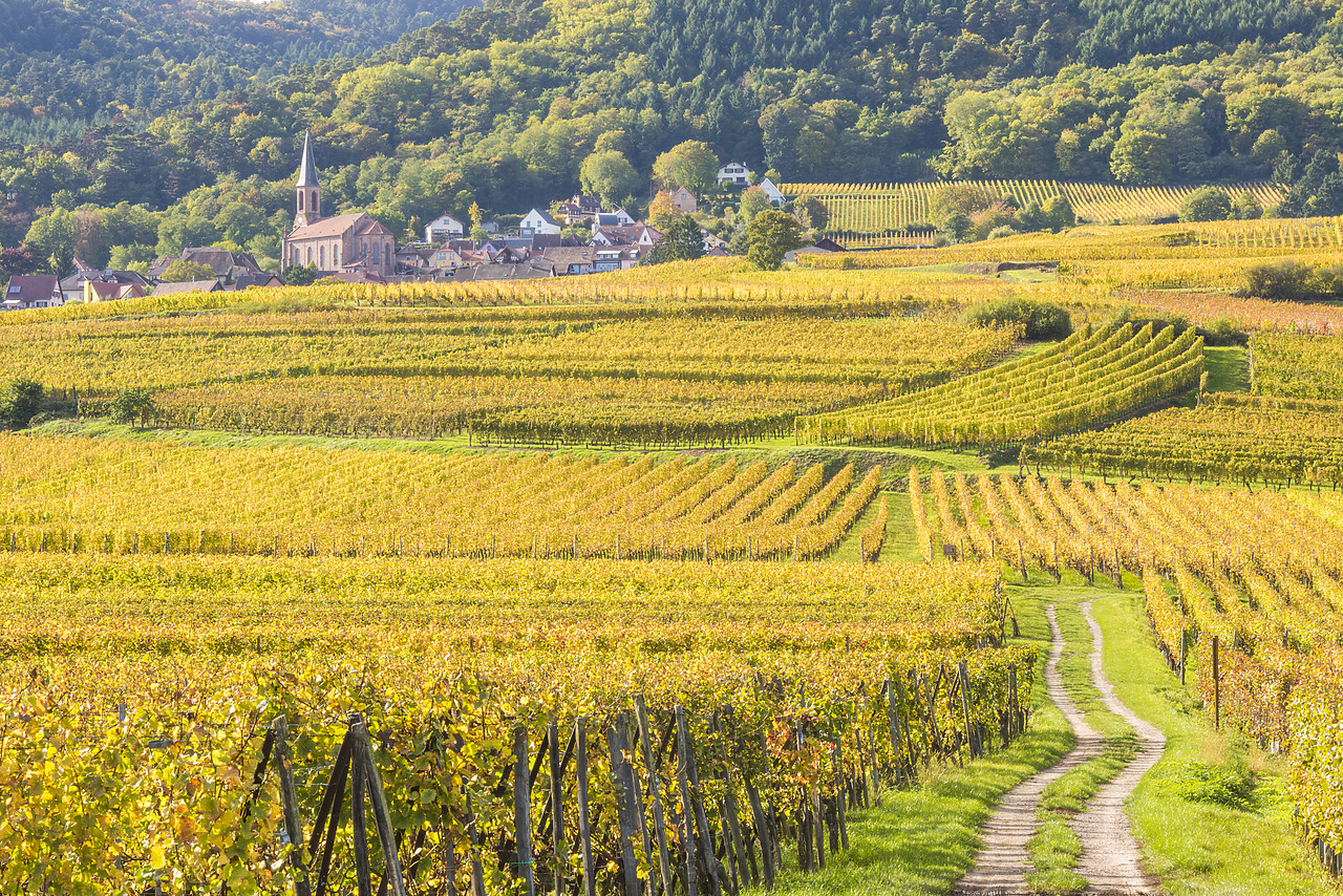 #140410-1 - Vineyards at Husseren-les-ChÃ¢teaux, Alsace, France
