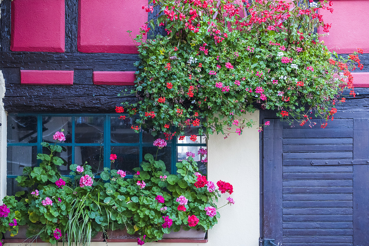 #140413-1 - Window & Flowers, Eguisheim, Alsace, France