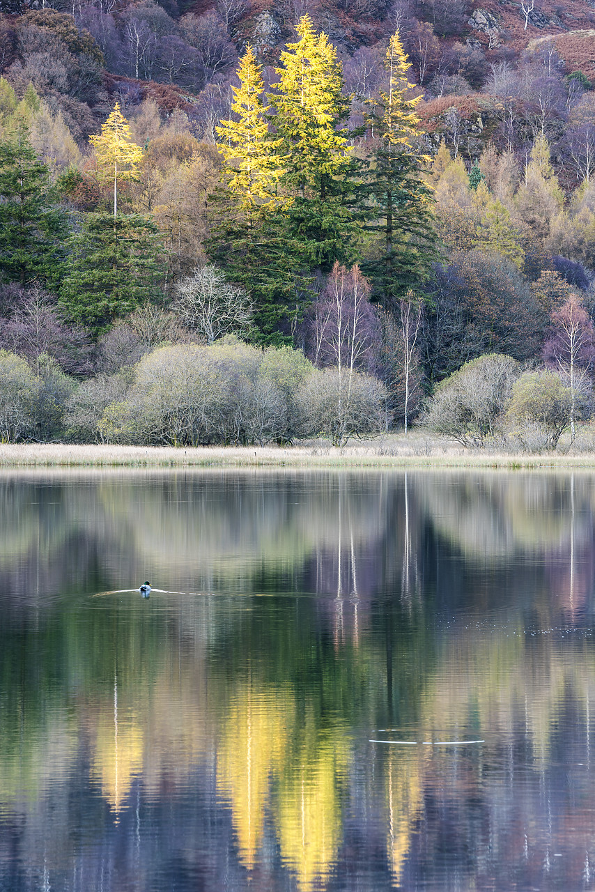 #140463-1 - Yew Tree Tarn Reflections, Lake District National Park, Cumbria, England