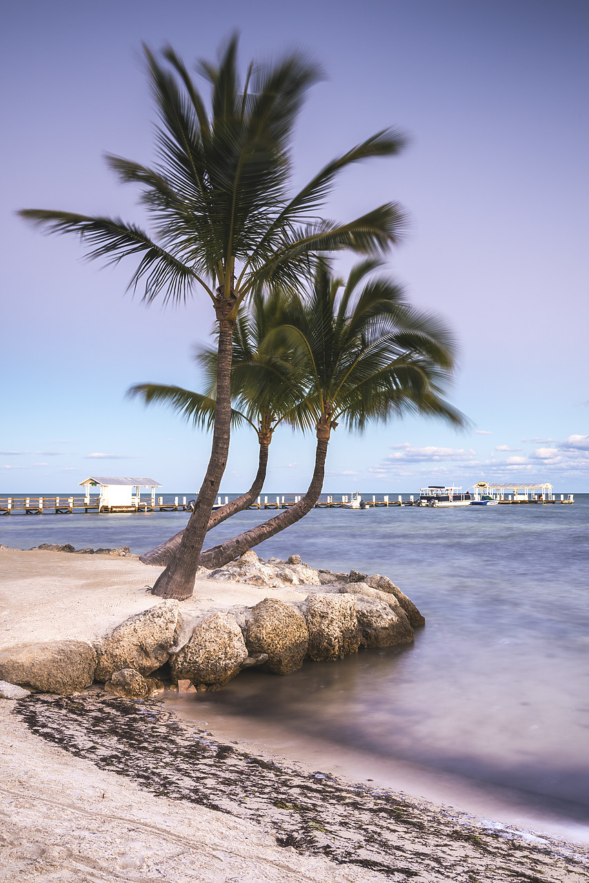 #140476-1 - Palm Trees & Pier at Dawn, Islamorada, Florida Keys, USA