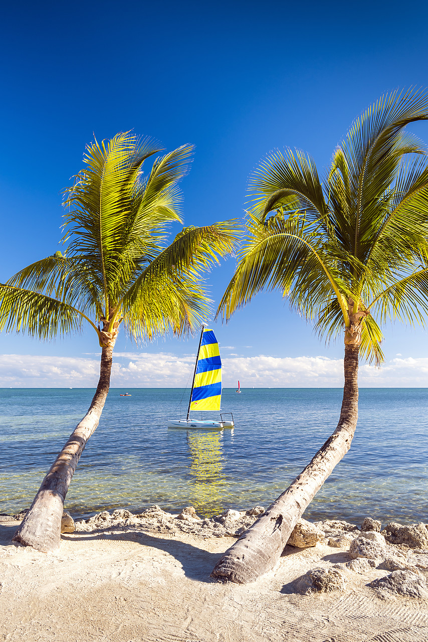 #140491-1 - Hobie Cat & Palm Trees,    Islamorada, Florida Keys, USA