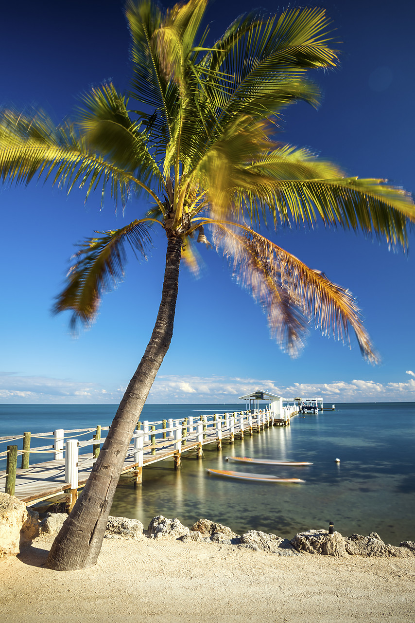 #140495-1 - Palm Tree & Jetty,  Islamorada, Florida Keys, USA