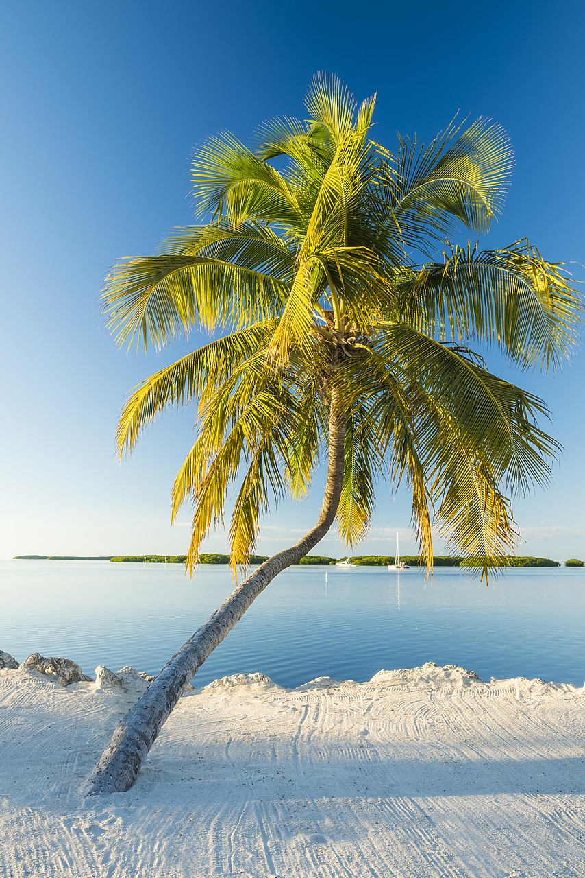 #140499-1 - Palm Tree,  Islamorada, Florida Keys, USA