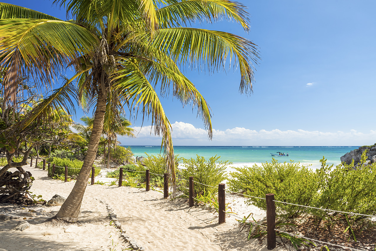 #150021-1 - Palm Tree & Beach Footpath, Tulum, Yucatan, Mexico