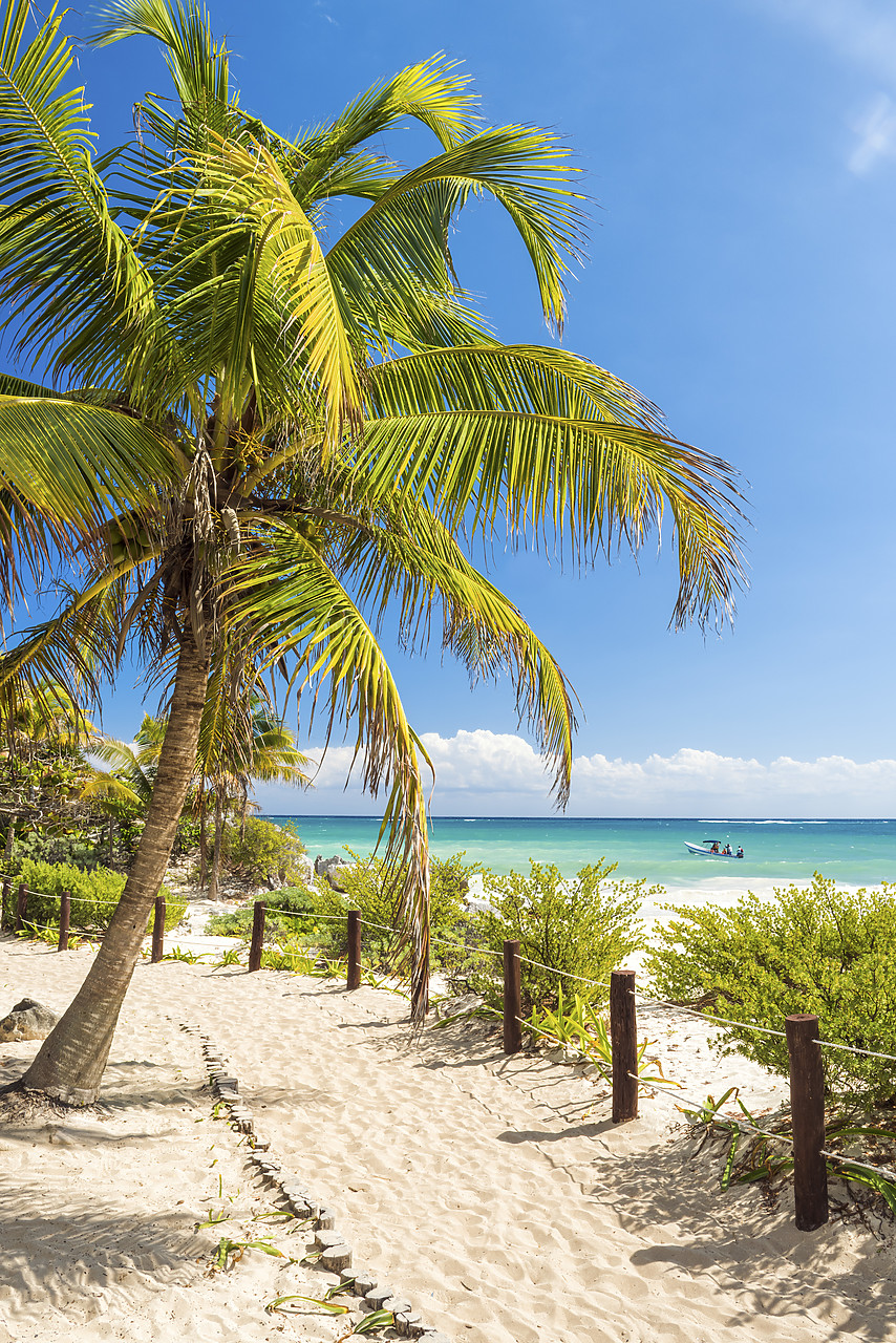 #150021-2 - Palm Tree & Beach Footpath, Tulum, Yucatan, Mexico