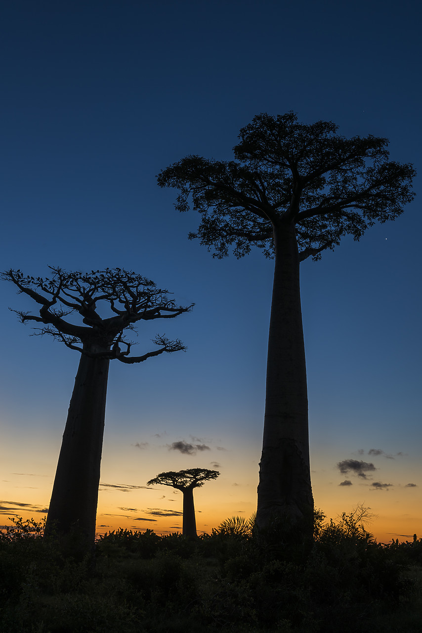 #150209-1 - Baobab Trees at Dusk (UNESCO World Heritage site), Madgascar