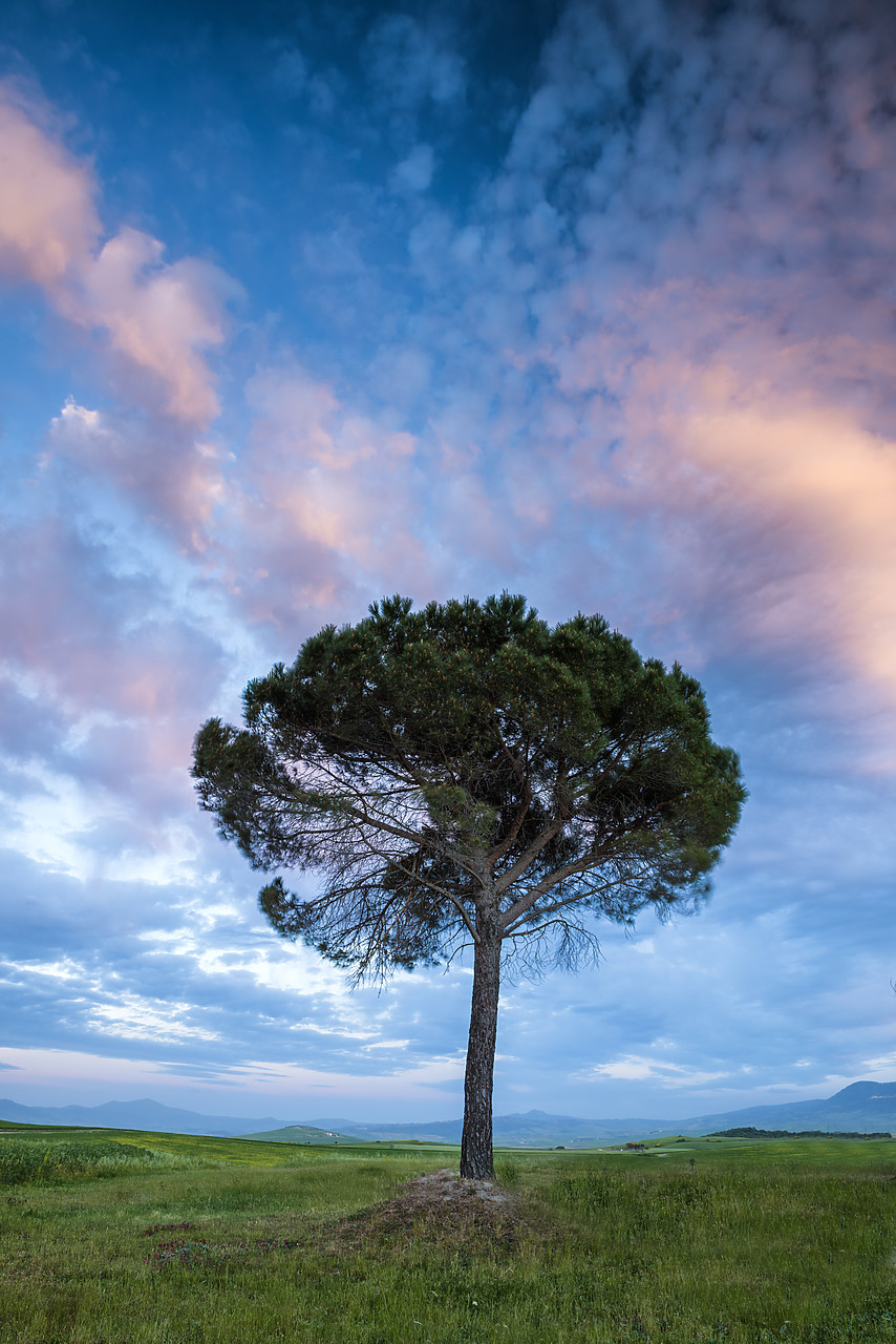 #150271-1 - Evening Sky & Pine Tree, Tuscany, Italy