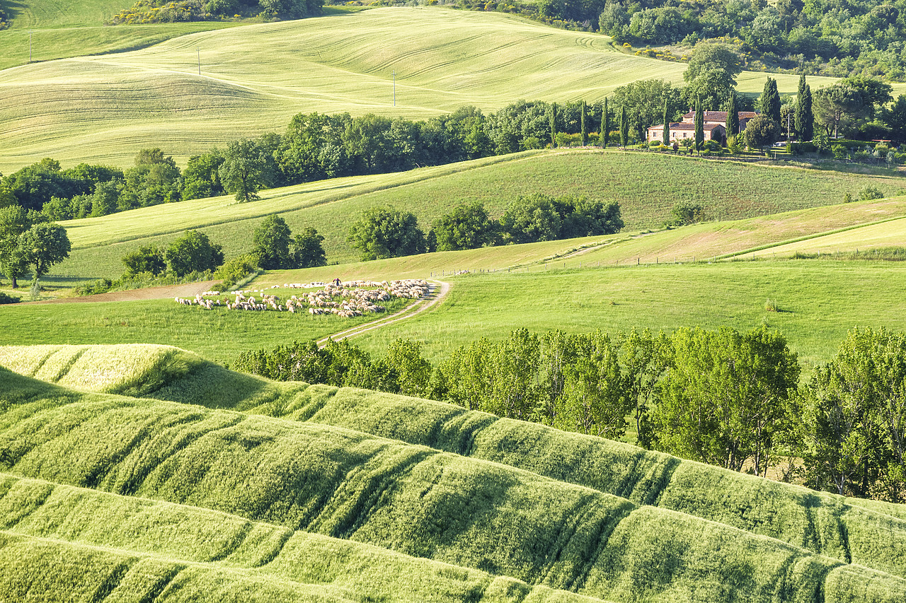 #150278-1 - Pecorino Sheep & Undulating Countryside, Tuscany, Italy