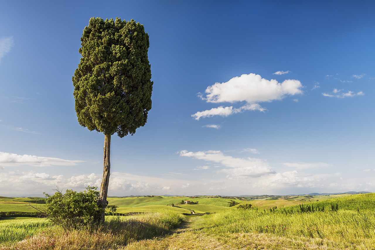 #150283-1 - Lone Cypress Tree, Tuscany, Italy