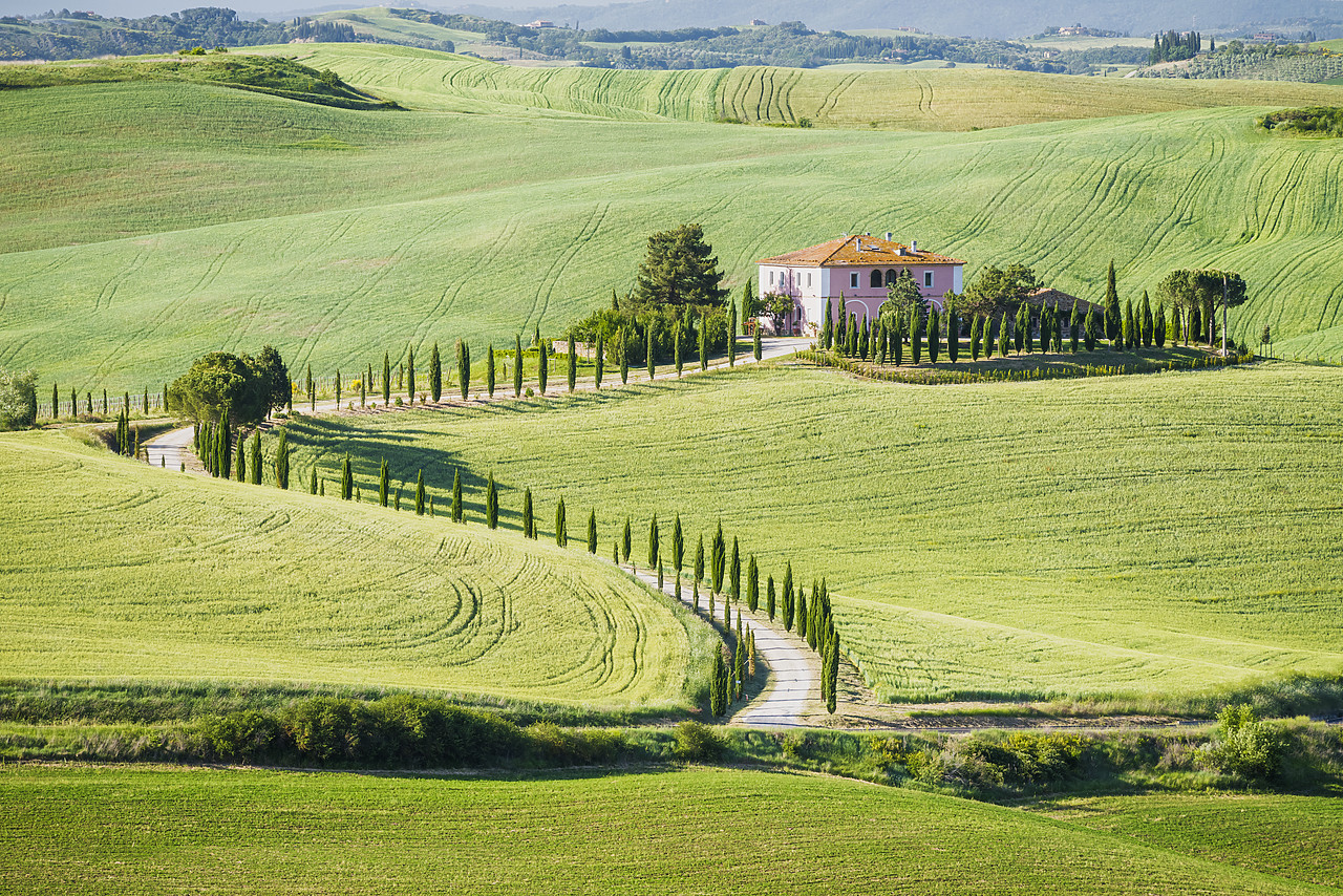 #150287-1 - Winding Cypress Tree-lined Road & Villa, Montalcino, Tuscany, Italy