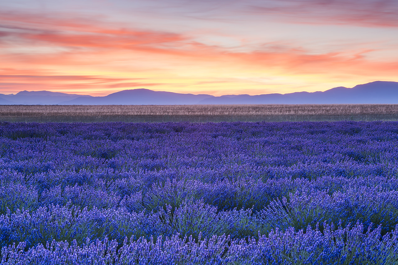 #150307-1 - Field of Lavender at Sunrise, Provence, France
