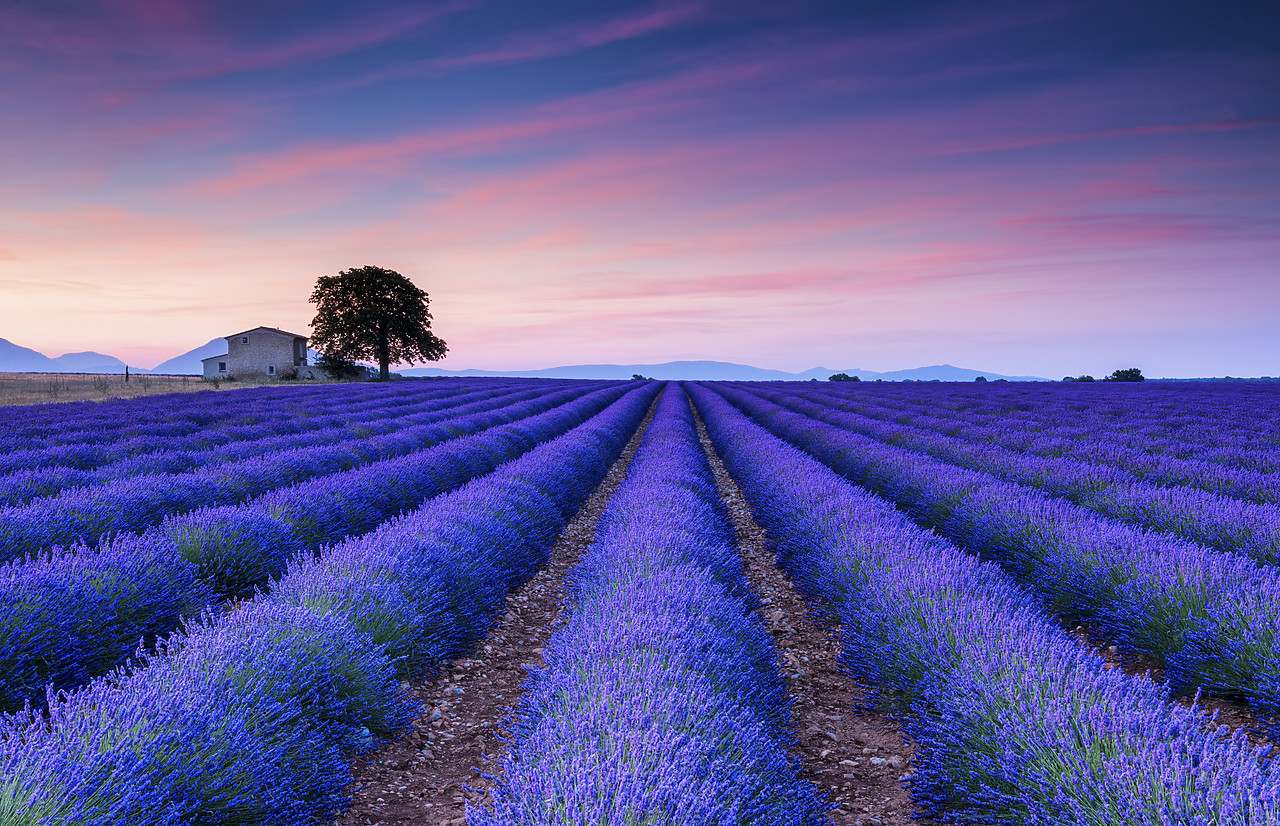 #150308-1 - Farmhouse & Tree in Field of Lavender at Sunrise, Provence, France