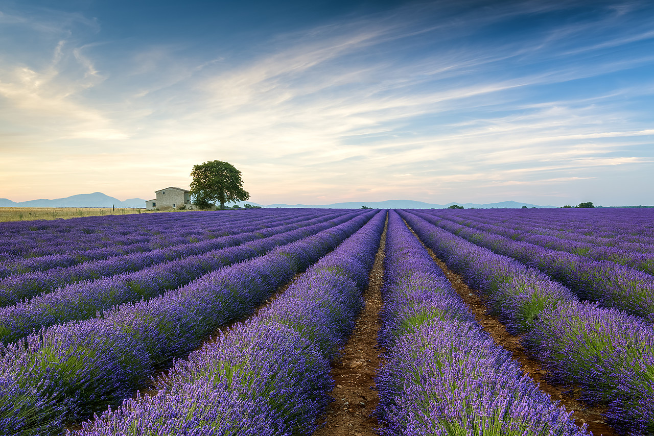 #150309-1 - Farmhouse & Tree in Field of Lavender, Provence, France