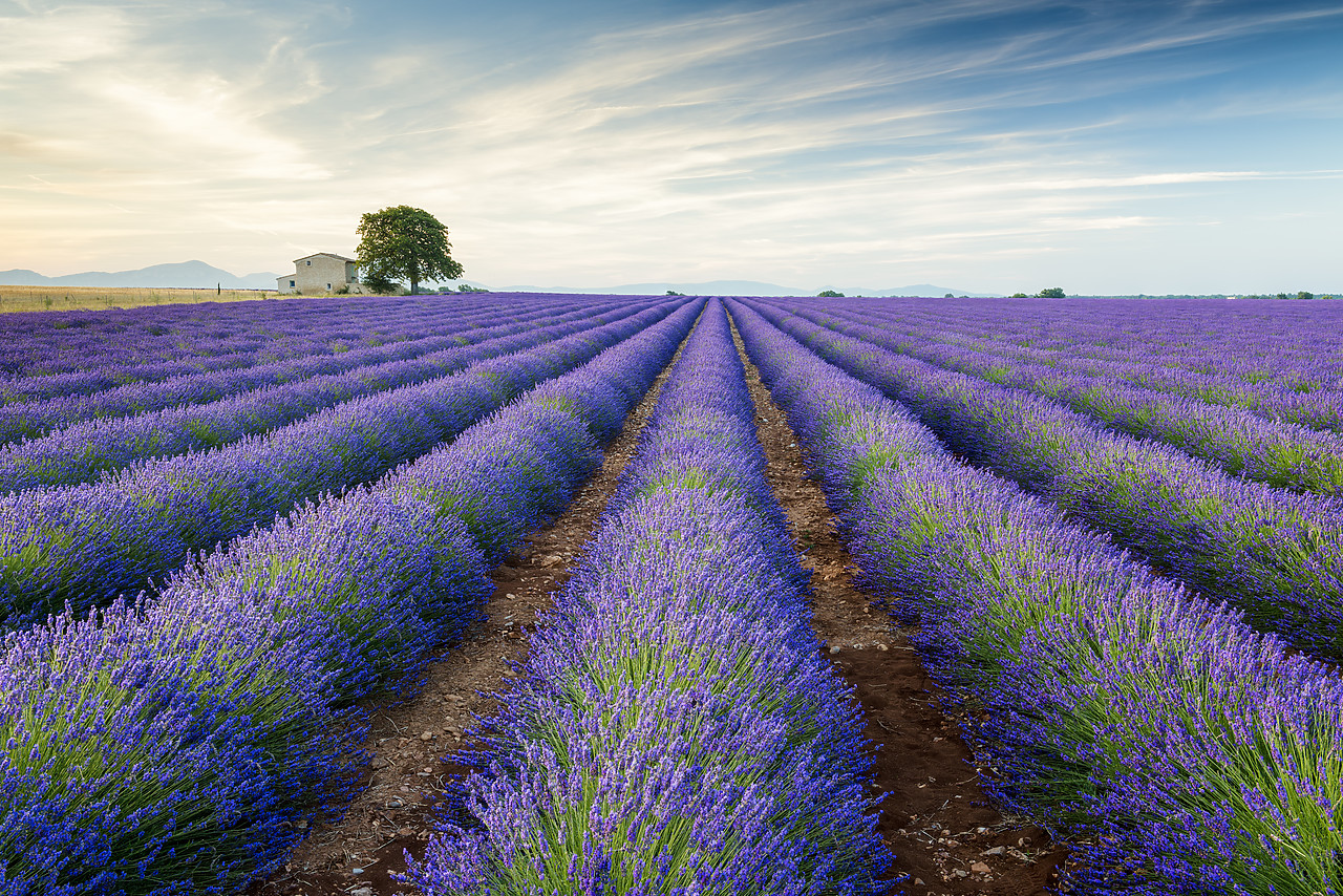 #150309-2 - Farmhouse & Tree in Field of Lavender, Provence, France