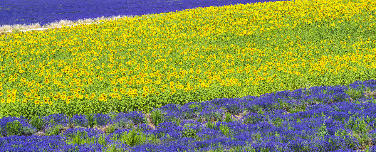 #150310-1 - Field of Lavender & Sunflowers, Provence, France