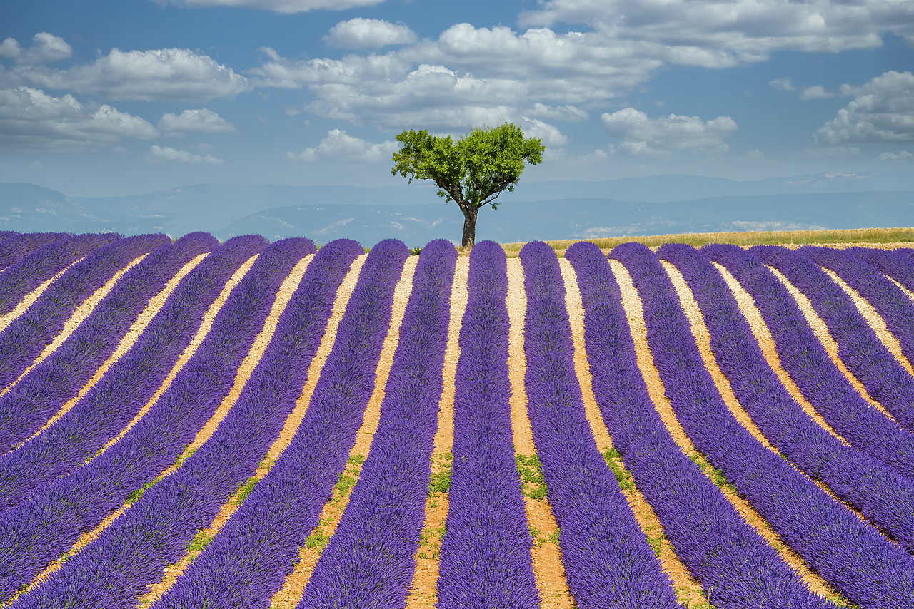 #150311-1 - Lone Tree in Field of Lavender, Provence, France