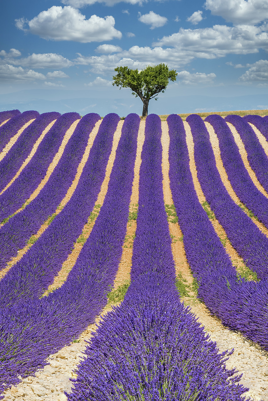 #150311-2 - Lone Tree in Field of Lavender, Provence, France