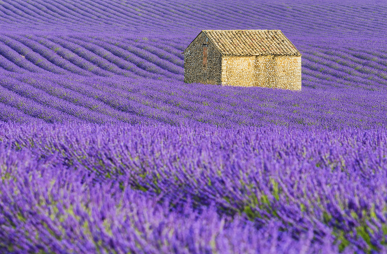 #150312-1 - Stone Barn in Field of Lavender, Provence, France
