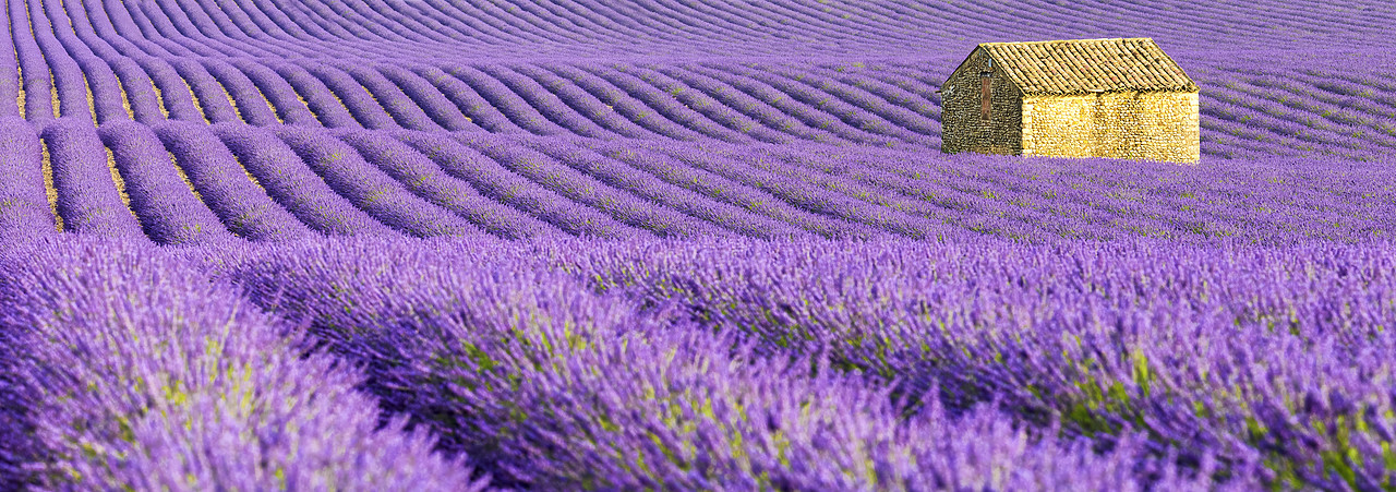 #150313-1 - Stone Barn in Field of Lavender, Provence, France