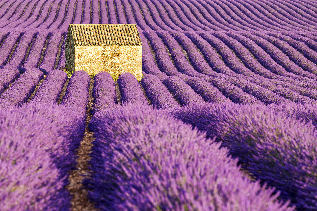 #150314-1 - Stone Barn in Field of Lavender, Provence, France