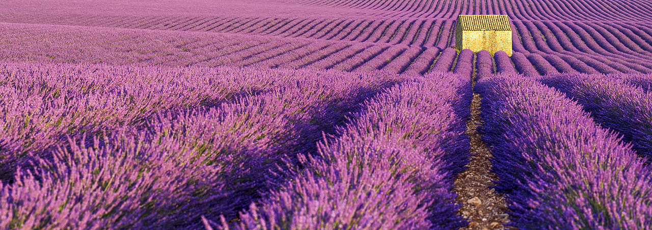 #150316-1 - Stone Barn in Field of Lavender, Provence, France