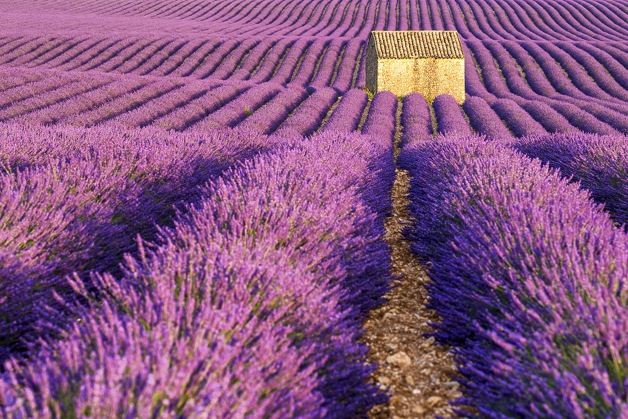 #150317-1 - Stone Barn in Field of Lavender, Provence, France