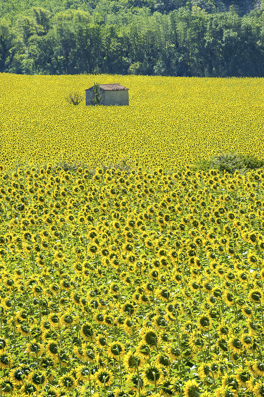 #150318-1 - Barn in Field of Sunflowers,  Provence, France