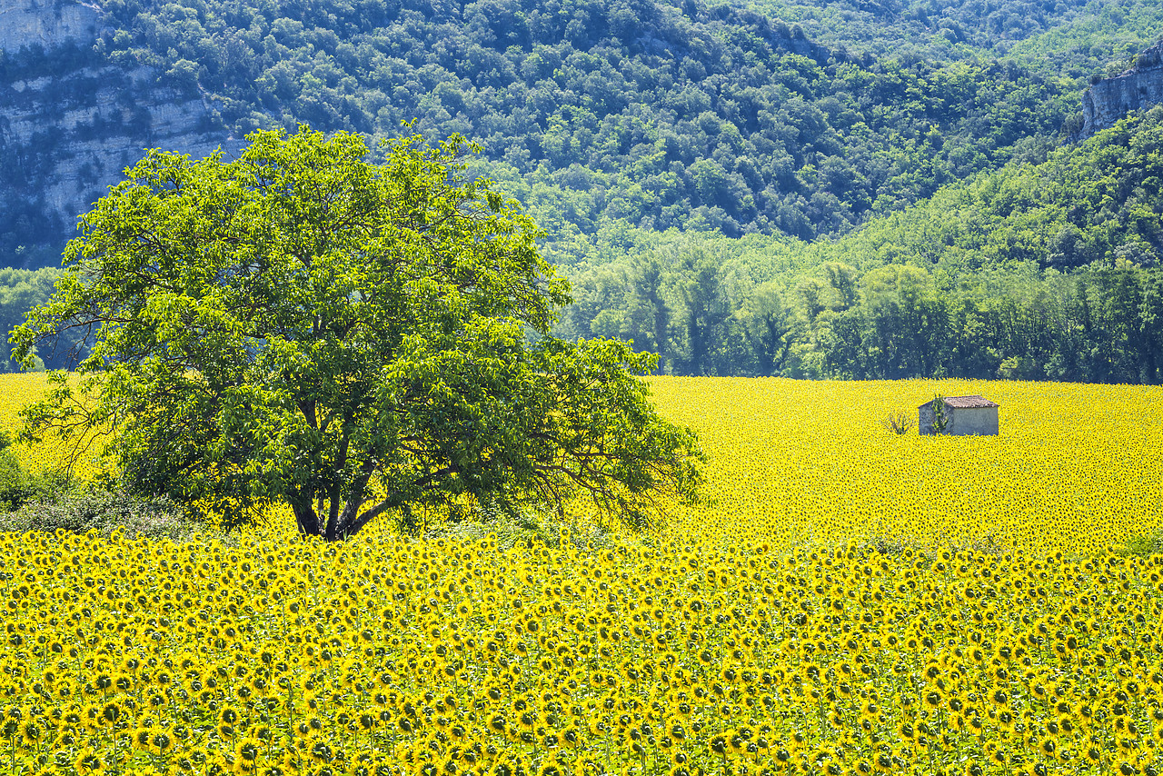 #150319-1 - Field of Sunflowers,  Provence, France