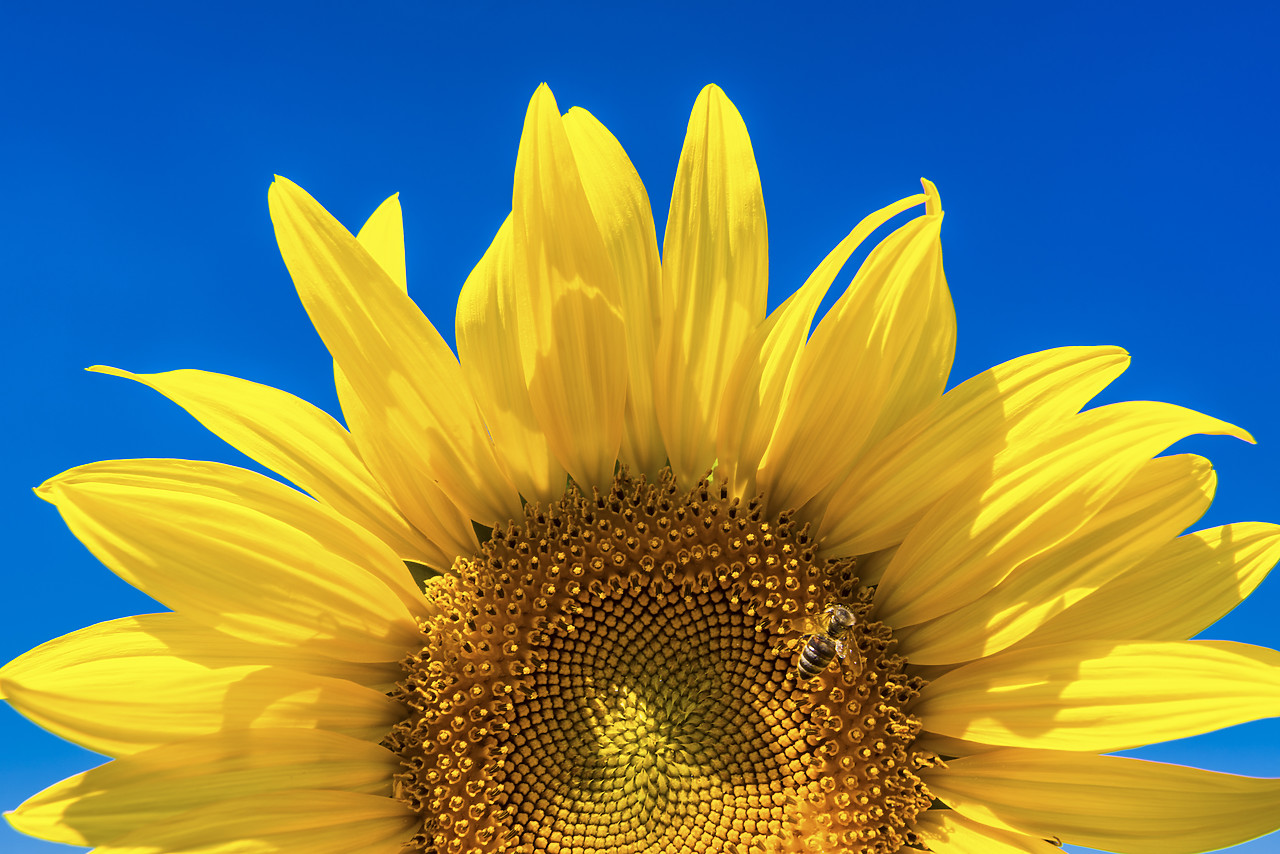 #150321-1 - Sunflower Detail, Provence, France